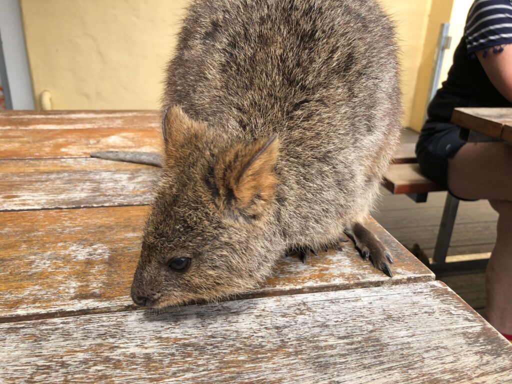 クアッカワラビー